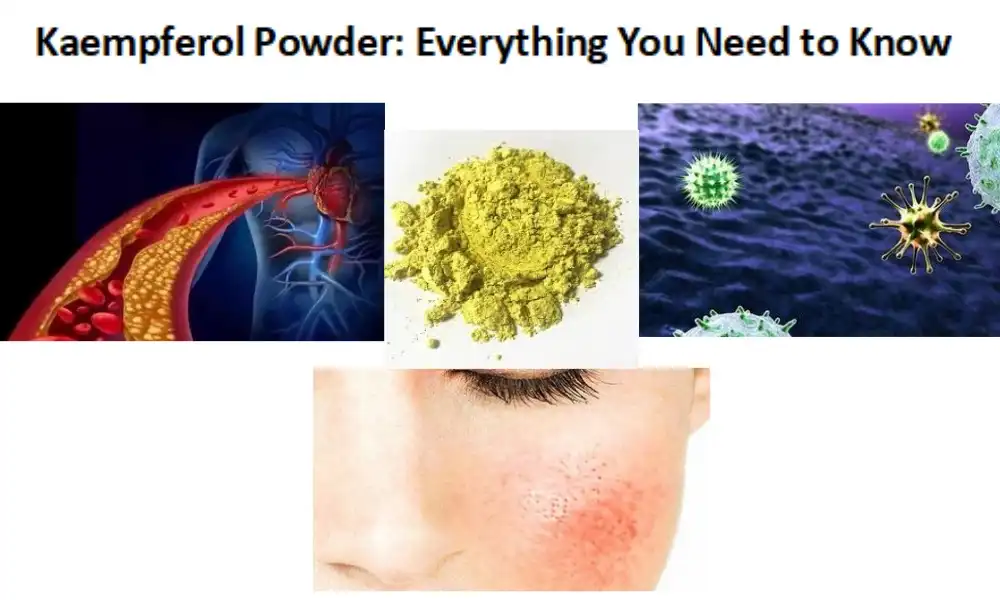 Kaempferol Powder: Everything You Need to Know